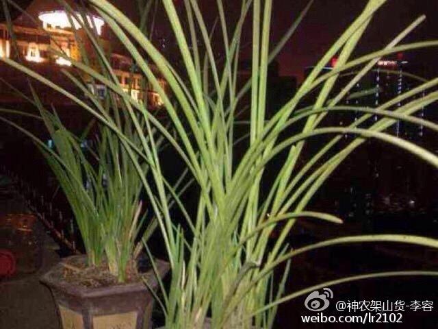 神农架山货被贩子压了十年价，数字平台一上线他们脸都绿了